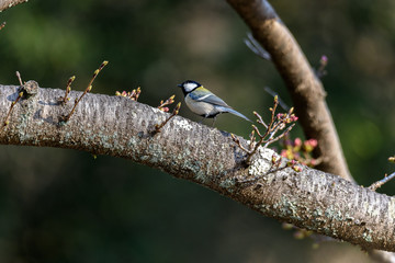Japanese tit on a branch