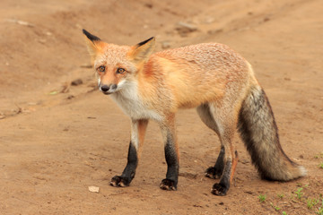 Frightened fox, standing in an open place on the road at Cape Tobizin on the Russian island in Vladivostok.