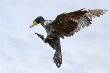 flying great cormorant