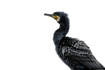 Great cormorant portrait with white background