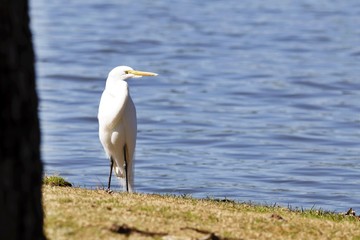 Egret near the lake