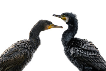 Great cormorant portrait with white background