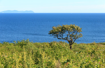 Fototapeta na wymiar Lonely tree growing on the edge of a cliff on the sea coast on a clear sunny summer day.