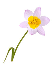 Single flower of a lilac and yellow tulip isolated