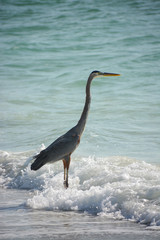 Great blue heron standing in the surf along a gulf coast beach on Longboat Key, Florida.