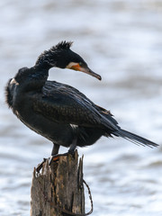 great cormorant in breeding plumage portrait