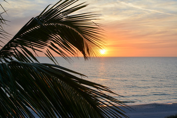 Sunset over the gulf of mexico as seen through tropical palm tree leaves.