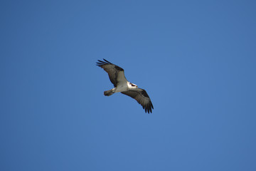 Osprey soaring through the air.