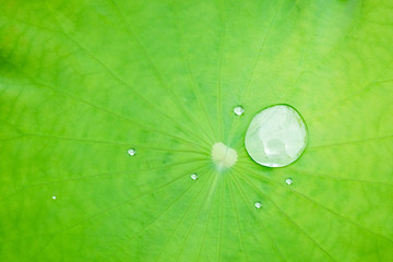 Drops of water on leaves.