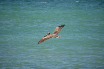 Pelican flying on the gulf coast of Florida near Sarasota