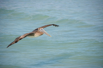 Pelican flying on the gulf coast of Florida near Sarasota