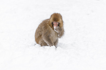 Japanese snow monkey cubs playing on snow
