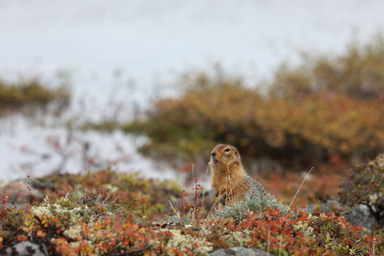 Ground squirrel, also known as Richardson ground squirrel or siksik in Inuktitut, making sounds, chatting or speaking while hiding in arctic grass in fall colours