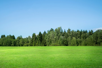 Natural green grass field in sunny day