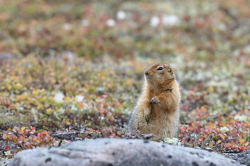 Naklejka na ściany i meble Ground squirrel, also known as Richardson ground squirrel or siksik in Inuktitut, standing next to a rock surrounded by arctic plants in fall colours