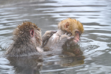 Fototapeta premium white Japanese macaque, snow monkey family taking bath in hot spring close up