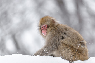 Japanese snow monkey walking on snow