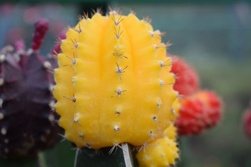 colorful view of cactus with thorn