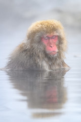 white Japanese macaque, snow monkey taking bath in hot spring close up
