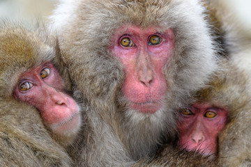Japanese snow monkeys cuddling together