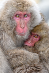 Japanese snow monkeys cuddling together