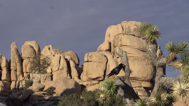 Joshua Tree Hidden Valley Crow