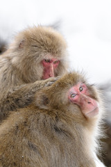 Japanese macaque, snow monkey looking for lice on partner (grooming)