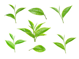 green tea leaf on white background