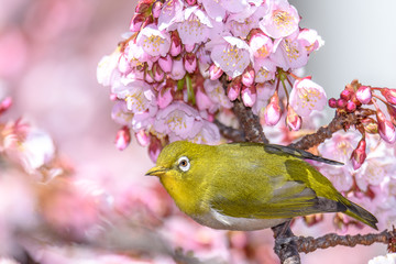 green yellow bird Japanese zosterops in cherry bloom (white eyes)