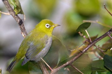 green and yellow bird Japanese zosterops portrait