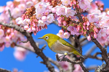 green yellow bird Japanese zosterops in cherry bloom (white eyes)