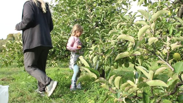 family picking apples beautiful fall activity for families
