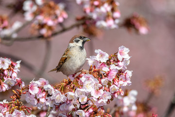Cute little sparrow in blooming sakura cherry tree