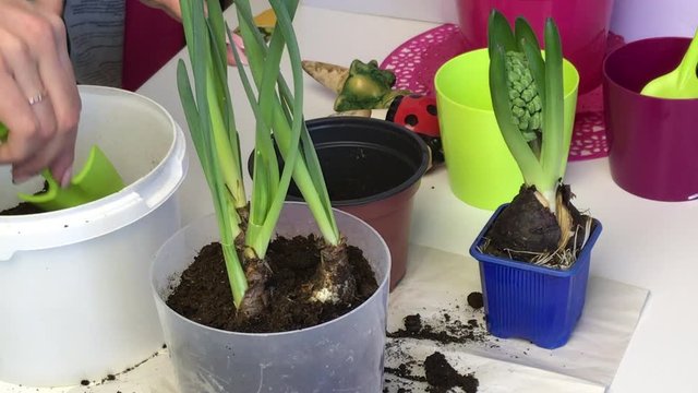 A woman adds soil to the bulbs of daffodil sprouts. Uses a spatula for this. Primrose transplant.