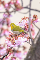 green yellow bird Japanese zosterops in cherry bloom (white eyes)