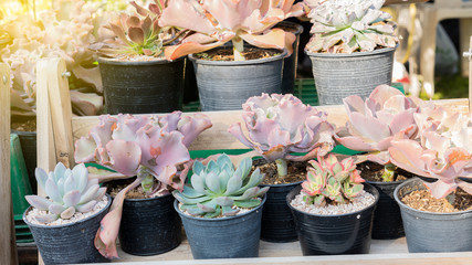 Side view, different types of cactus in a beautiful pot according to the shop value and orange light