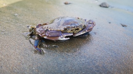Crab