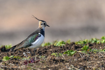 Northern lapwing portrait