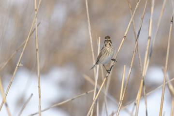 Pallas's reed bunting on branch