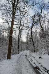 Path in winter park
