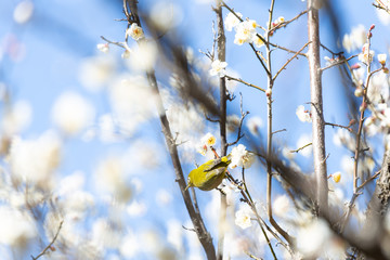 梅の蜜を吸うメジロ