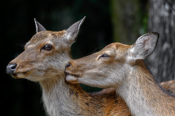 two female sika deer cuddling and kissing together