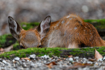 young fawn sika deer sleeping and hiding in mossy roots