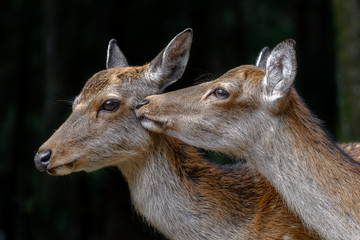 two female sika deer cuddling and kissing together
