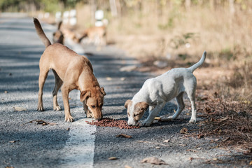 Stray dogs live on the roads in the forest