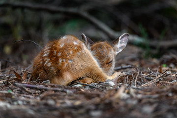 young japanese sika deer fawn portrait resting in the forest