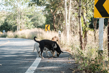 Stray dogs live on the roads in the forest