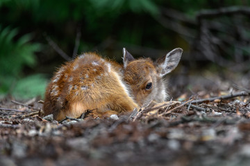 young japanese sika deer fawn portrait resting in the forest