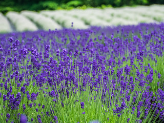 Obraz premium lavender ラベンダー