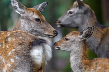 Family of sika deer resting in the forest